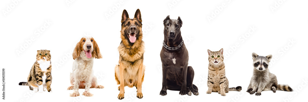 Group of pets sitting together Group of pets sitting together
