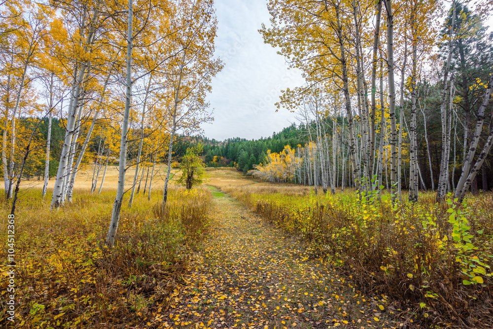 Golden birch grove in autumn, Mountain Home Road, LEAVENWORTH AREA, Washington state