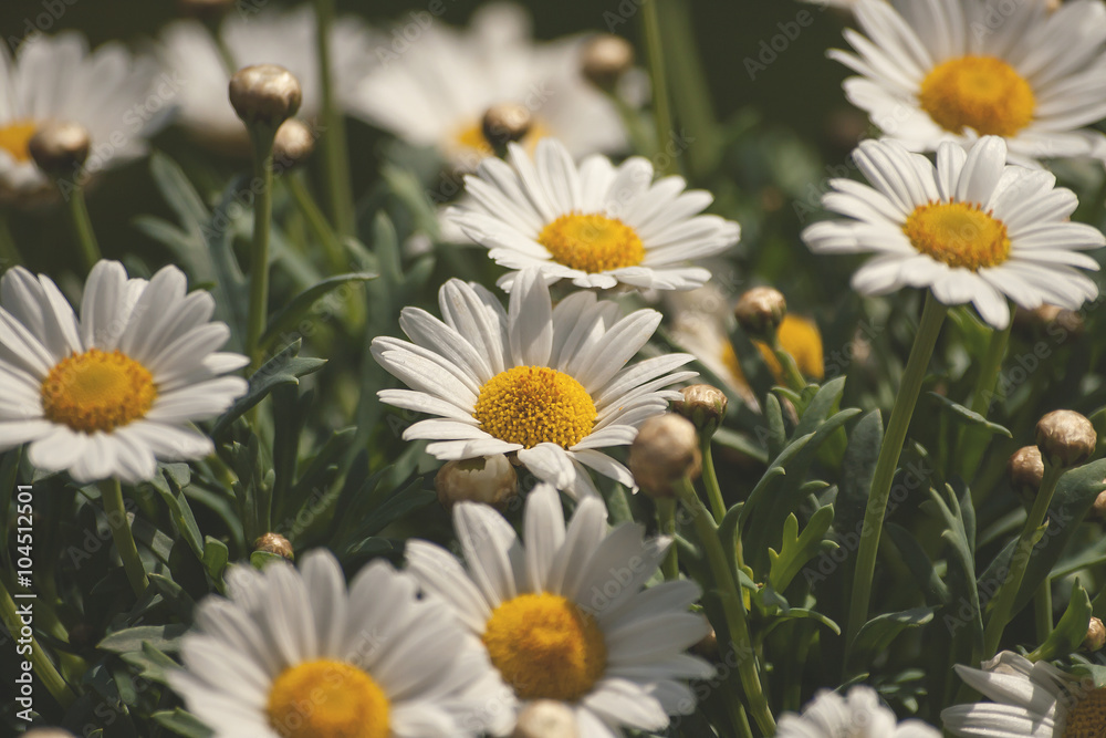 Fototapeta premium white daisies