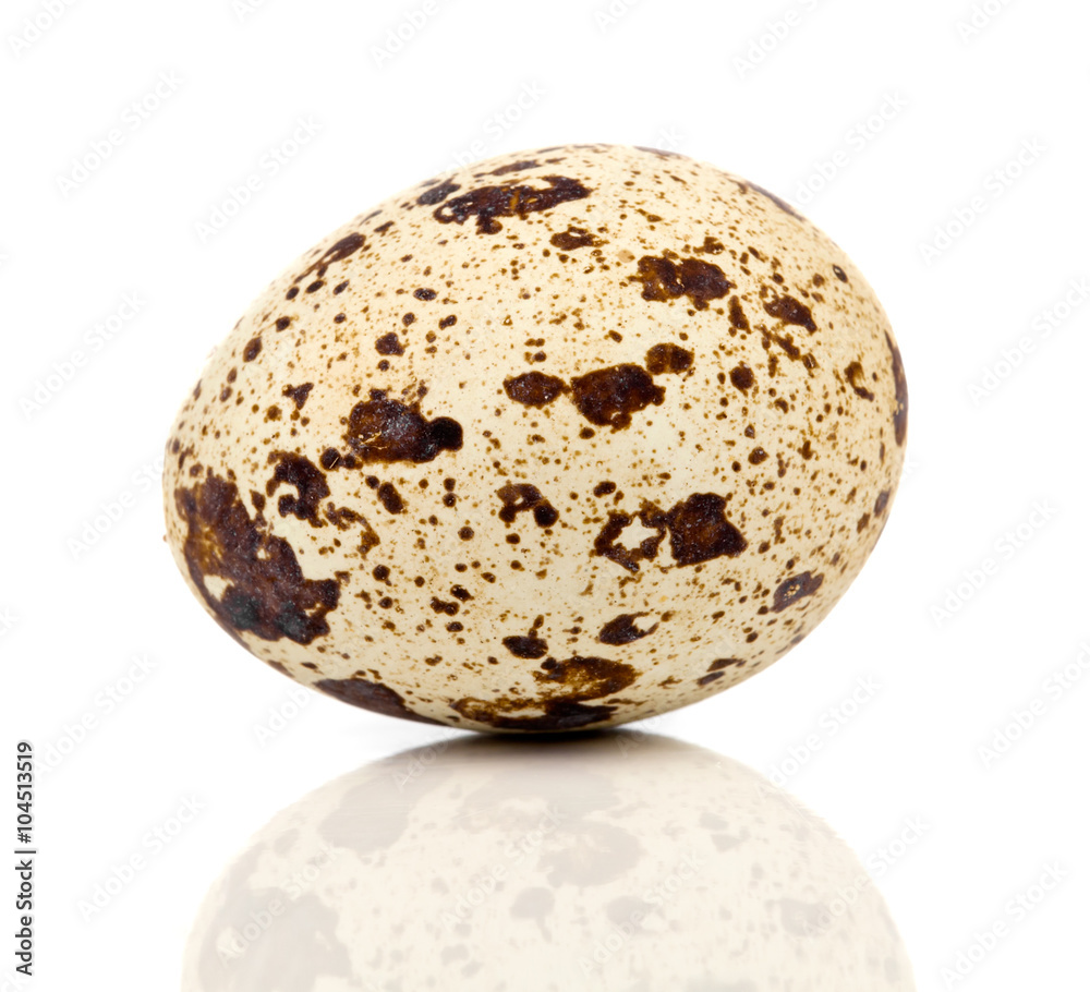 One quail egg. Isolated on white background One quail egg. Isolated on white background