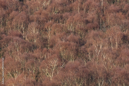 Aerial view of silver birch forest in Winter