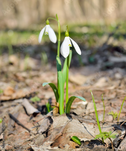 First snowdrops in the forest in spring