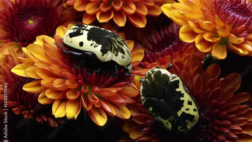 Two Harlequin Flower Beetles on some orange flowers.