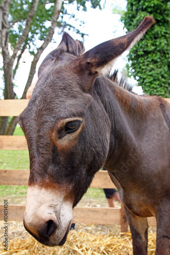 Head of a donkey © laufer