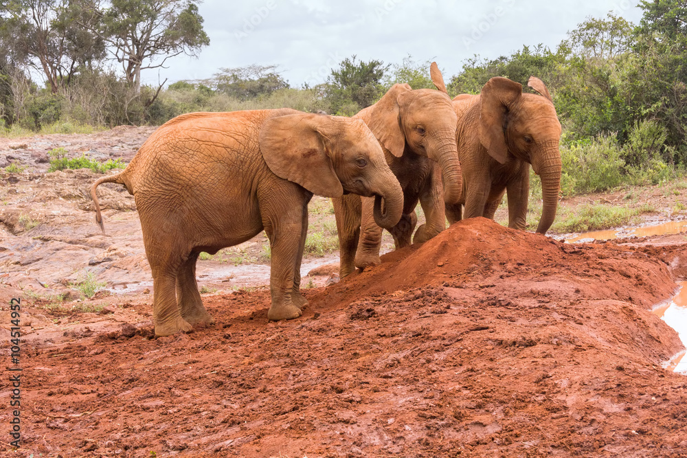 Three baby elephants play each other on red clay heap with bushes in background. Sheldrick Elephant Orphanage in Nairobi, Kenya.