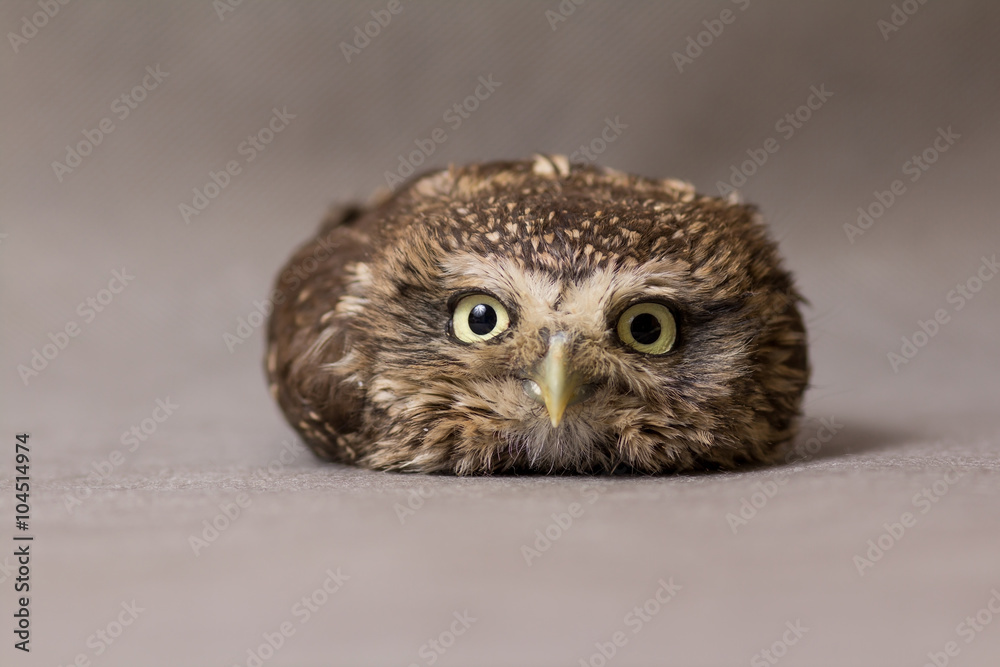 Fototapeta premium Beautiful domestication owl, wild owl, night owl