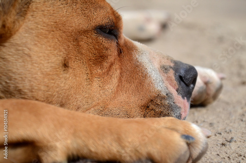 Wallpaper Mural Lazy  american staffordshire terrier dog Torontodigital.ca