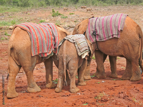 Three baby elephants covered with horsecloth stand back to us. Sheldrick Elephant Orphanage in Nairobi, Kenya. 
 photo