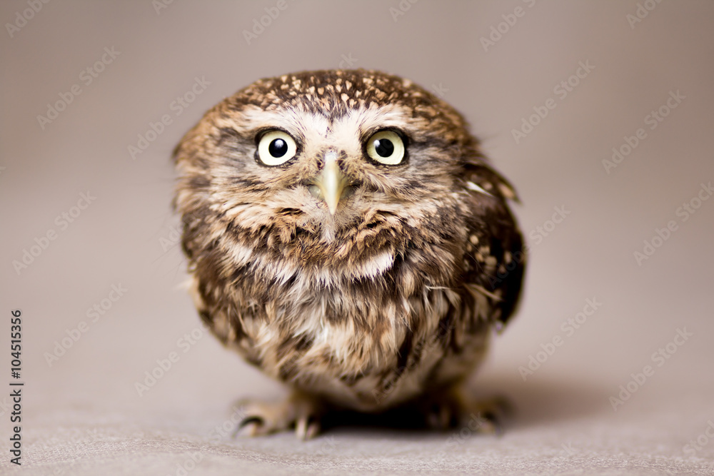 Naklejka premium Beautiful domestication owl, wild owl, night owl
