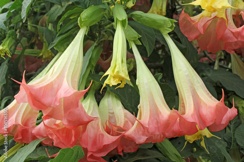 Картината върху платно Fleurs de datura