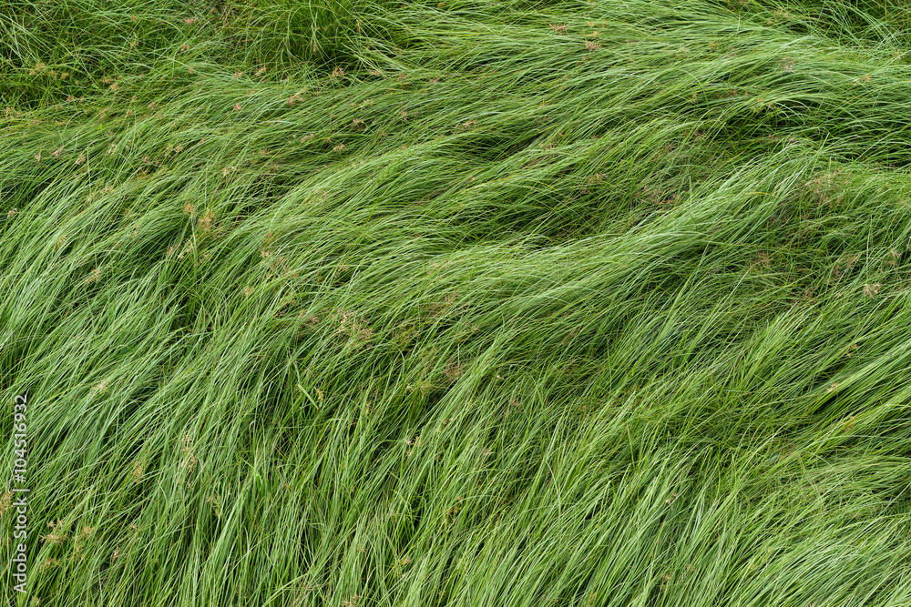 Nut grass, Purple nutsedge, Nutsedge, Cocograss Nut grass, Purple nutsedge, Nutsedge, Cocograss