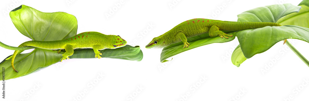 Fototapeta premium Phelsuma madagascariensis - gecko isolated on white