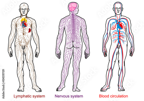 human anatomy nervous,blood,lymphatic system