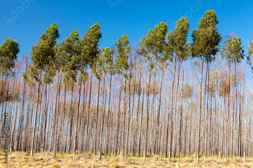 Eucalyptus trees with photo