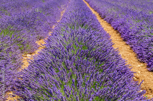 Lavender field at summer