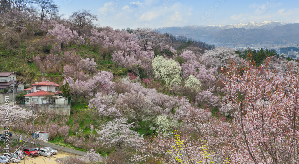 Cherry-blossom (Sakura) trees and many kinds of flowers in Hanamiyama (Mountain of flowers) park with Fukushima cityscape, Japan. This park is a very famous Sakura viewing spot in Tohoku region.
