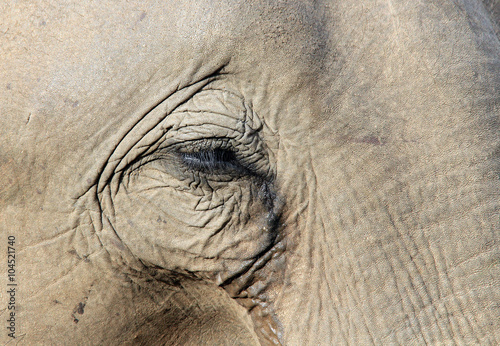 Close-up of a Lankesian Elephant (Elephas Maximus Maximus). Pinnawela, Sri Lanka