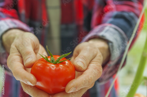 Set in a greenhouse tomato 