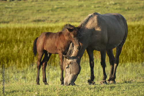 Two horses, brown foal and mother