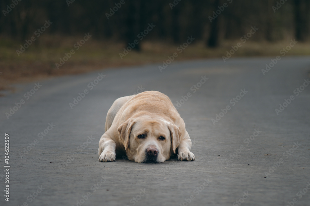 Obraz premium Yellow Labrador retriever waiting for his master. sad dog expression, abandoned dog. Autumn and spring time and park scene with 