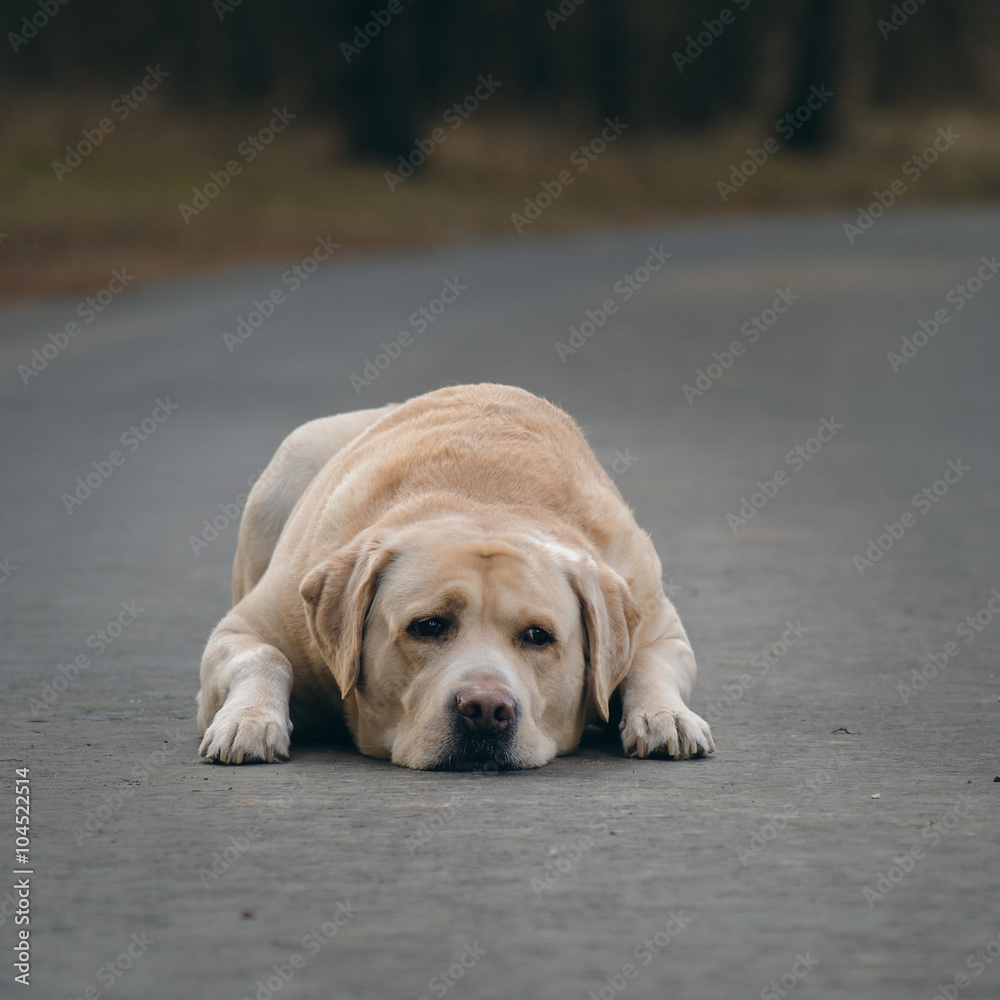 Yellow Labrador retriever waiting for his master. sad dog