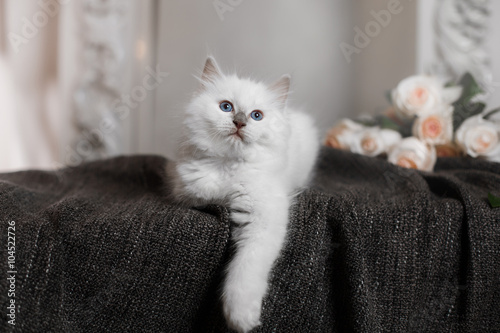 Ragdoll blue point little kitten photo