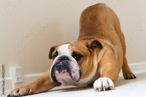 Serious calm English bulldog stretching  © santa1604