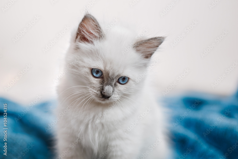 Ragdoll blue point little kitten