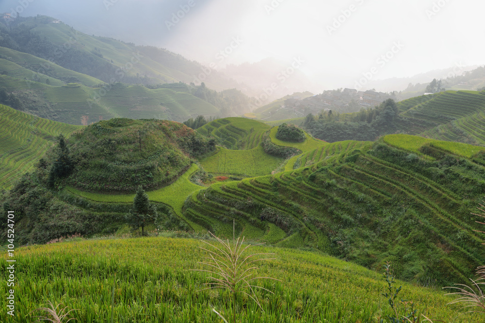 Views of green Longji terraced fields and Tiantouzhai village