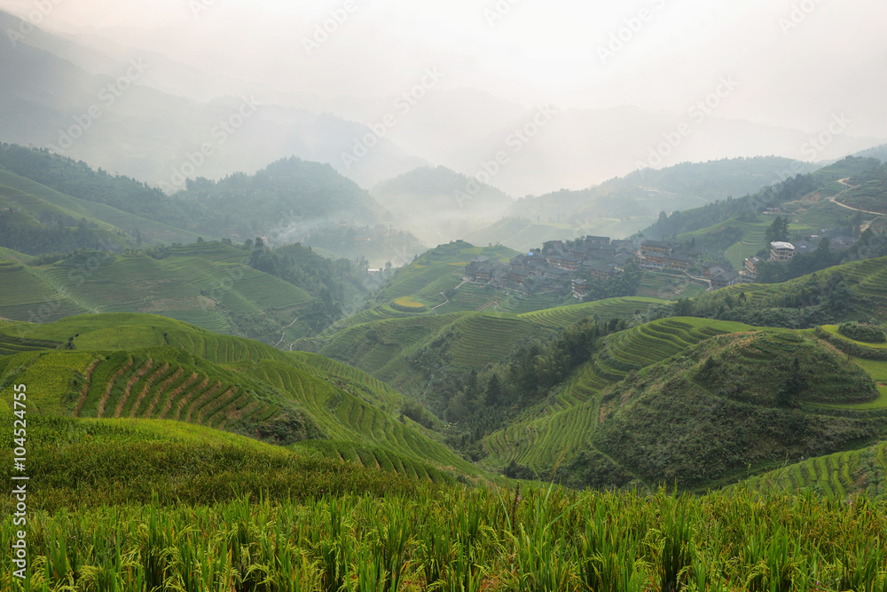 Views of green Longji terraced fields and Tiantouzhai village