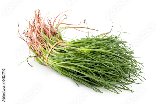 Salsola Soda