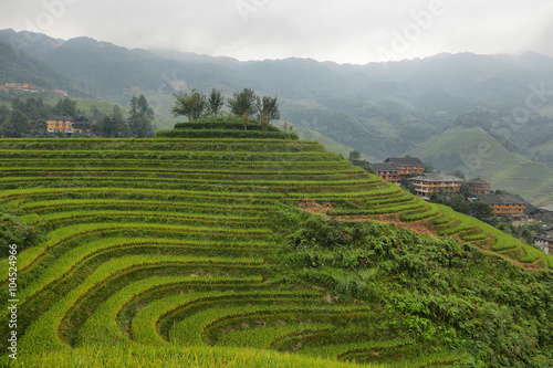 Views of green Longji terraced fields and Dazhai village