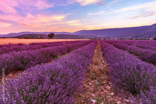 Beautiful landscape of lavender fields at sunset near Sault