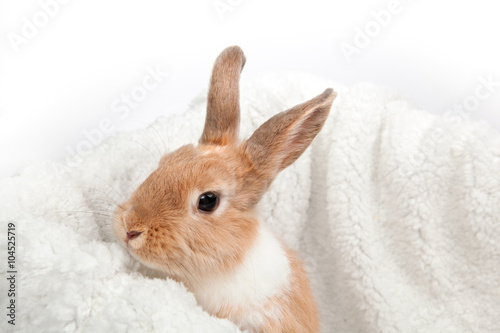 ginger red  fluffy rabbit