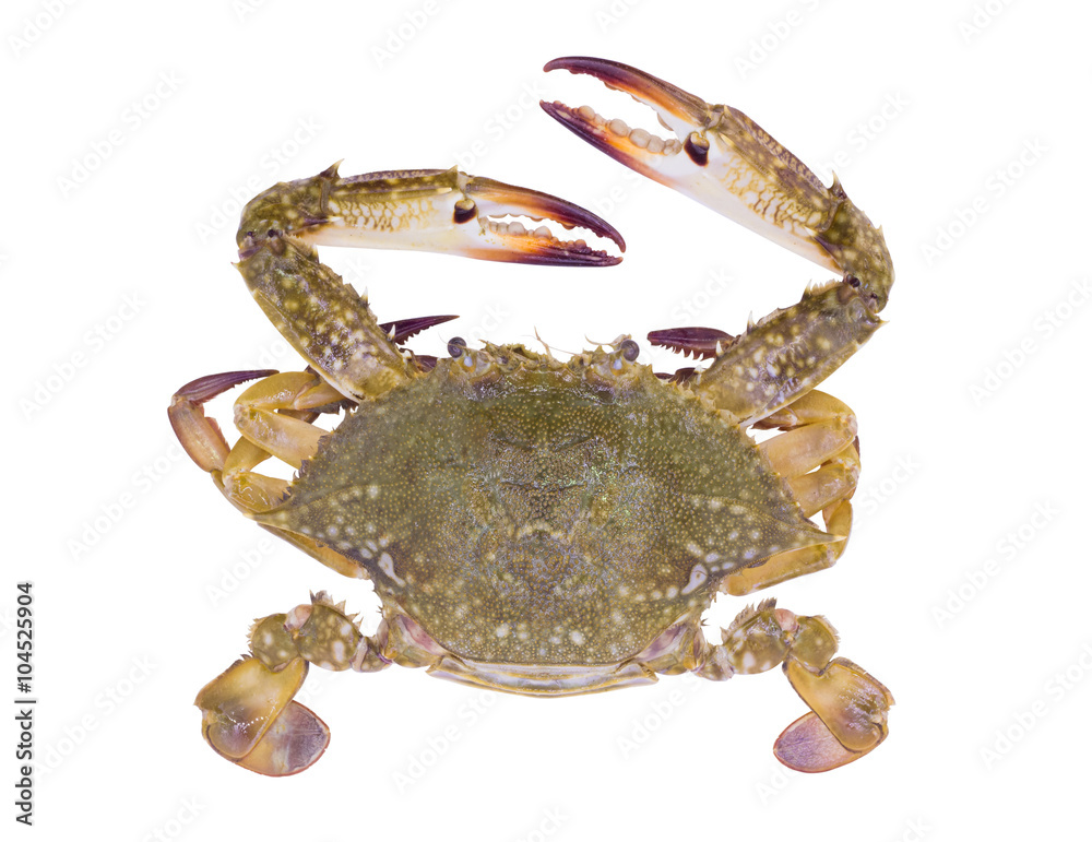 Obraz Crab