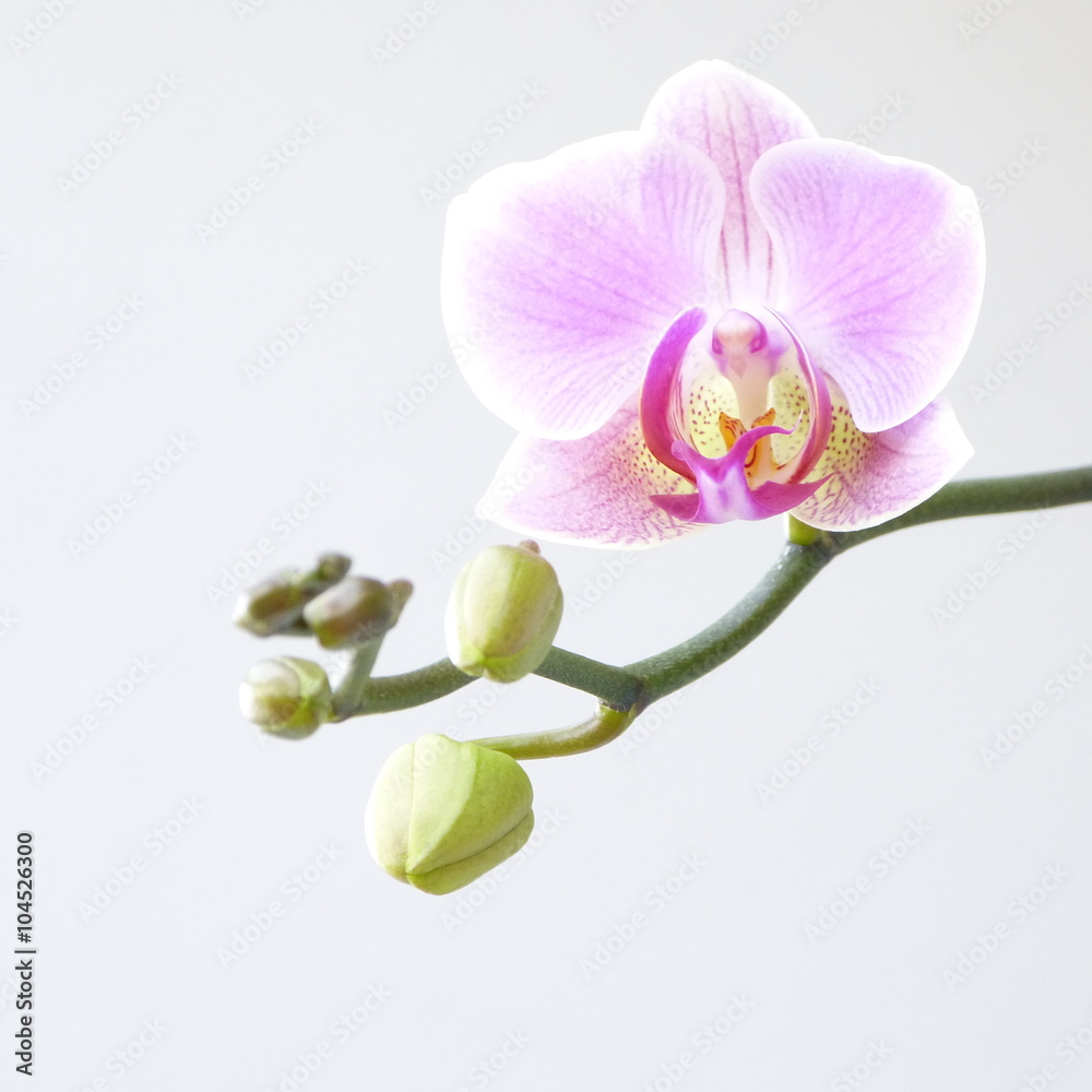 Orchideenrispe mit einer Blüte und mehreren Knospen Orchideenrispe mit einer Blüte und mehreren Knospen
