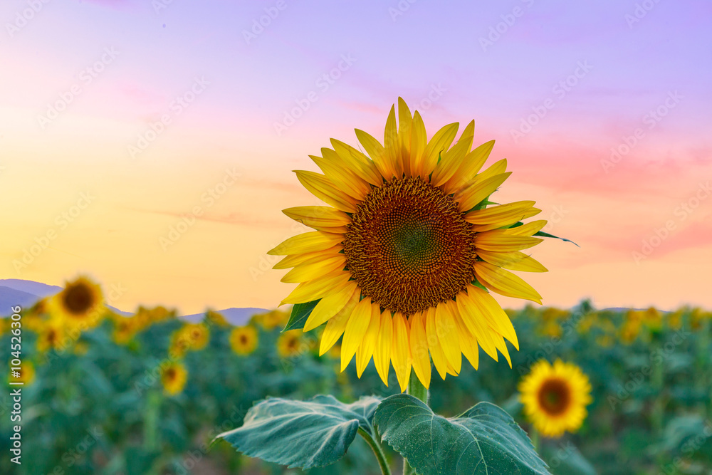 Obraz premium Sunflower field