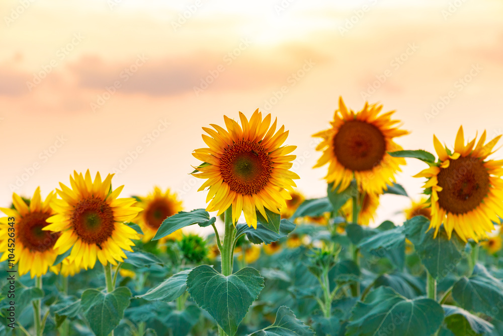 Fototapeta premium Sunflower field