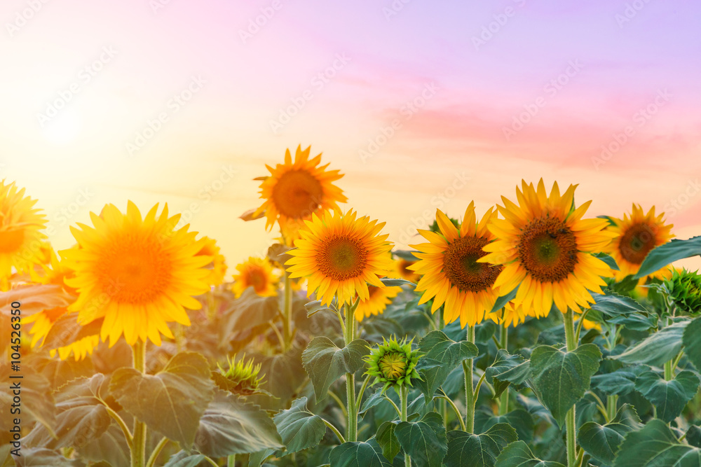 Naklejka premium Sunflower field