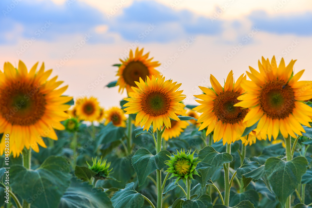 Sunflower field