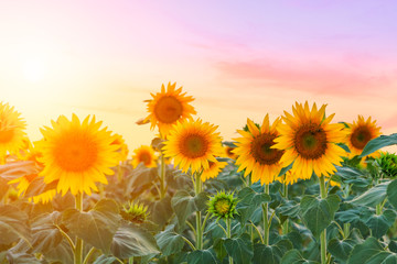 Wandcirkels Zonnebloem Zonnebloemenveld in zachte zomerwarmte  © Kavita