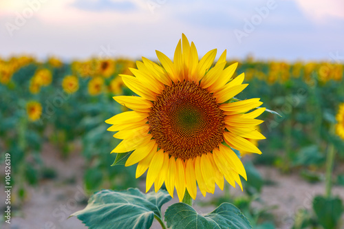 Sunflower field