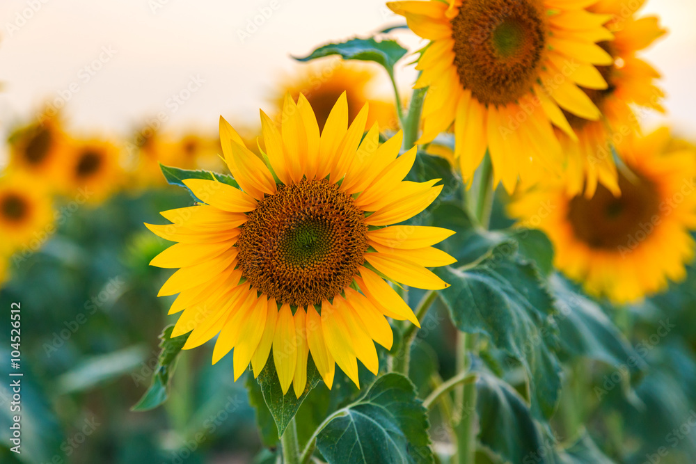 Obraz premium Sunflower field