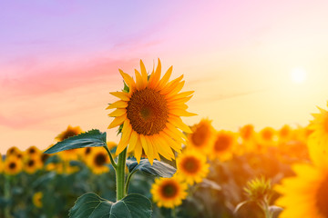 Wandcirkels Zonnebloem Gouden zonnebloemenveld in zomer  © Kavita