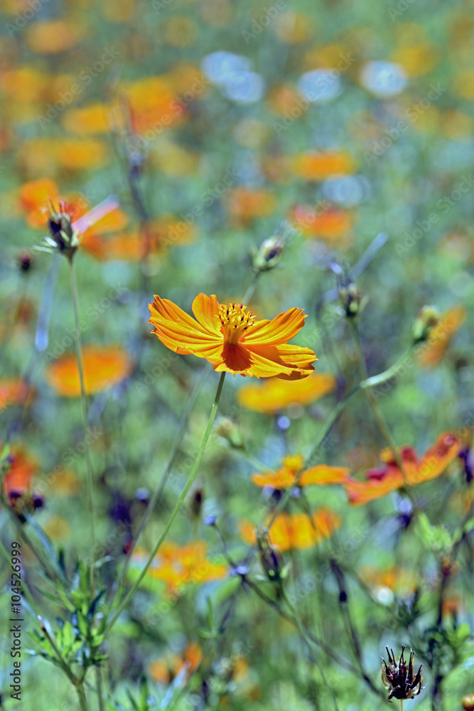 Flower yellow Cosmos Flower yellow Cosmos
