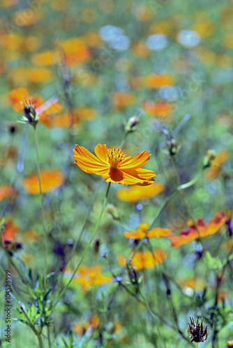 Flower yellow Cosmos © rpferreira