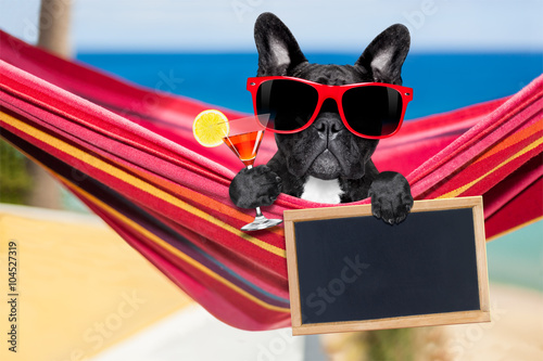 dog on hammock in  summer © Javier brosch