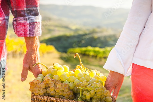 grape harvest 
 photo