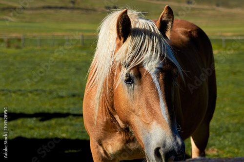 Brown saddled horse grazing in field.