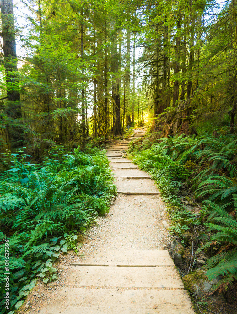 Fototapeta premium scenic view of path way in the forest with sun light.